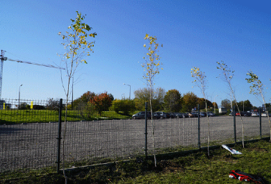 World Tree Day