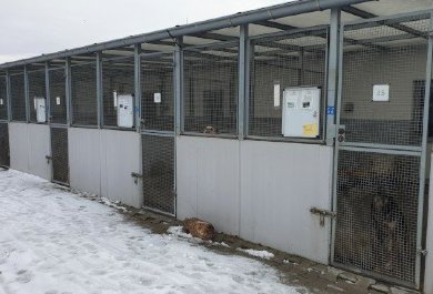 Summary of the action We Support Animals